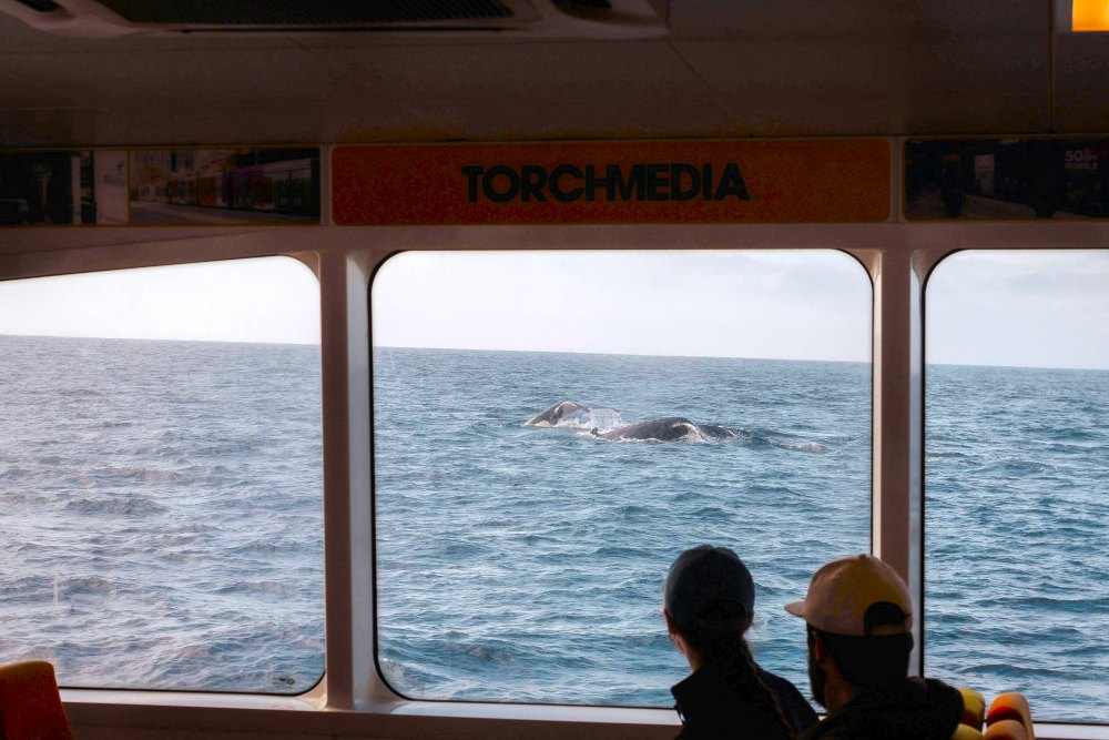 How Whale Watching Supports Mental Health in a Noisy World