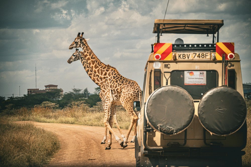 5 Things to Know Before Your First African Safari