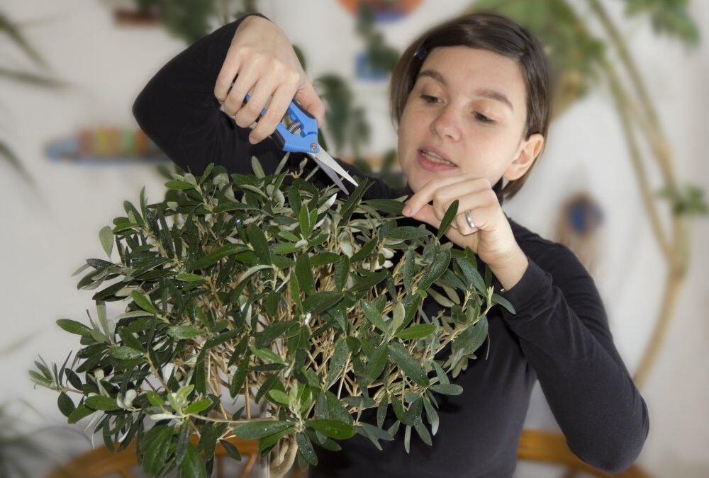 Artificial Olive Trees vs Real Olive Trees: Factors to Consider