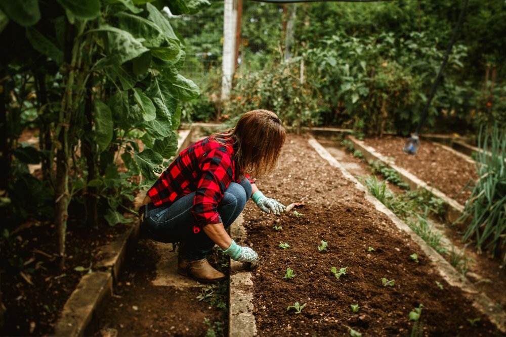 Muncher Cucumbers: A Productive Variety for Gardeners Who Love Fresh Harvests